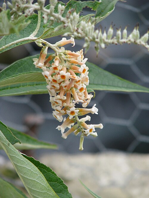 Buddleja paniculata: Buddleja paniculata