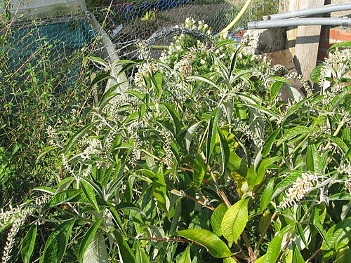 Buddleja paniculata: Buddleja paniculata from Sikkim