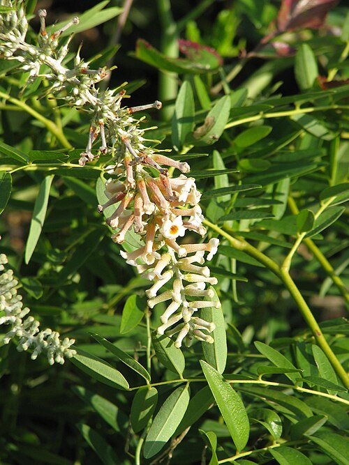 Buddleja paniculata: Buddleja paniculata from Sikkim