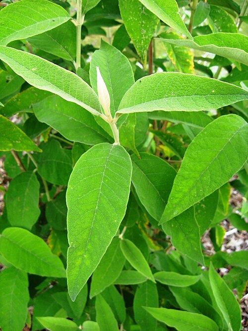 Buddleja paniculata: Photo of the foliage of Buddleja paniculata taken at Longstock Park Nursery.