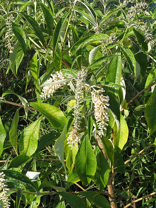 Buddleja paniculata: Buddleja paniculata from Sikkim