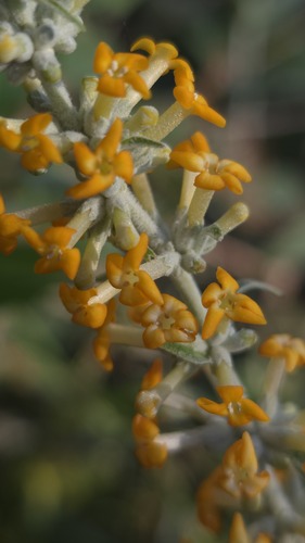 Buddleja polystachya (Buddleja polystachya)
