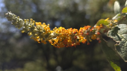 Buddleja polystachya (Buddleja polystachya)