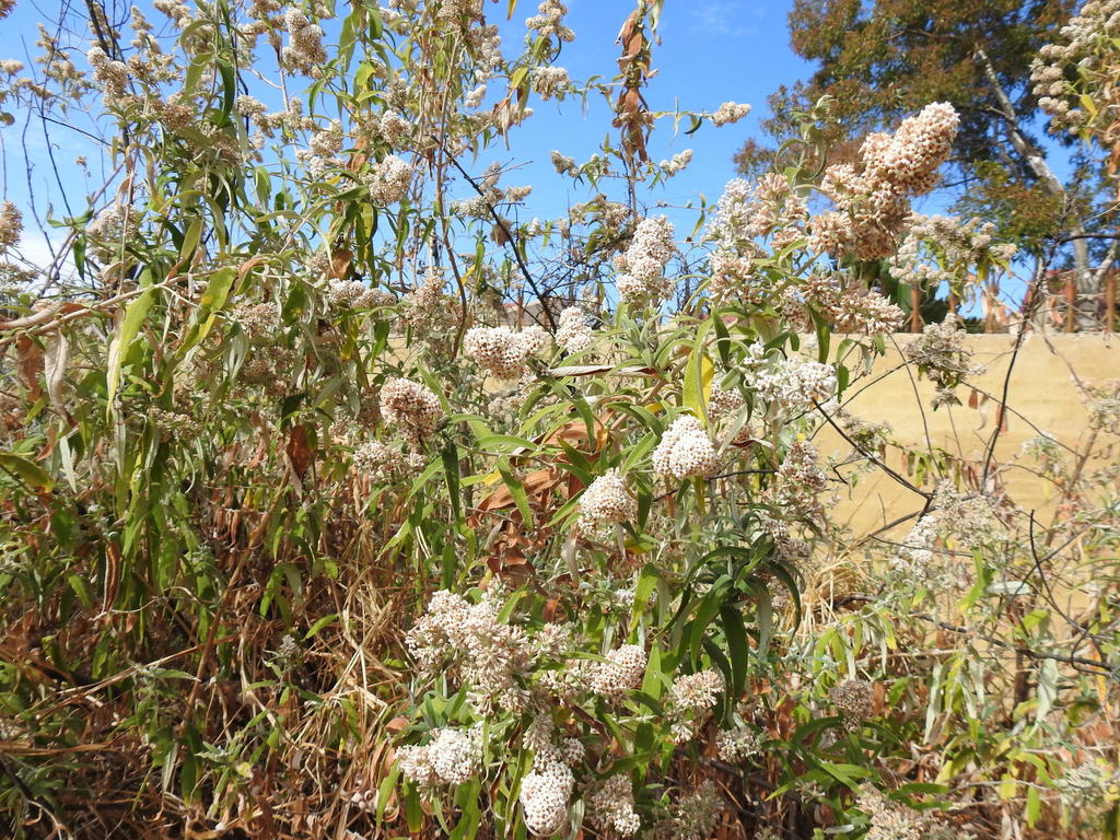 Buddleja salviifolia (Buddleja salviifolia)