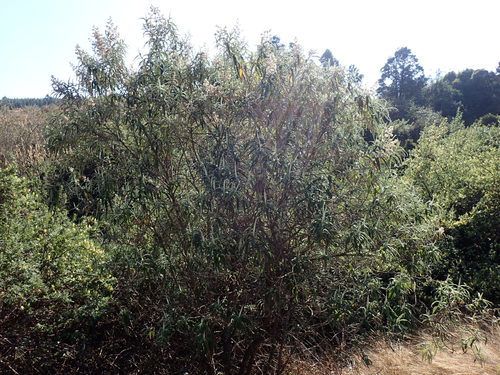 Buddleja salviifolia (Buddleja salviifolia)