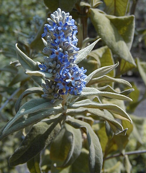 Buddleja salviifolia: Buddleja salviifolia (misspelled file name). Real Jardín Botánico de Madrid.