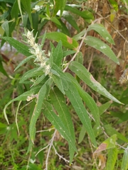 Buddleja salviifolia (Buddleja salviifolia)