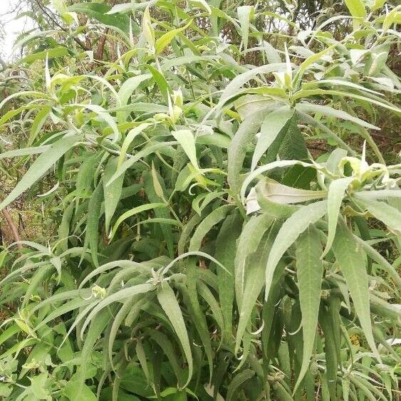 Buddleja salviifolia (Buddleja salviifolia)