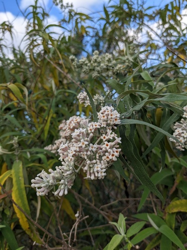 Buddleja salviifolia (Buddleja salviifolia)