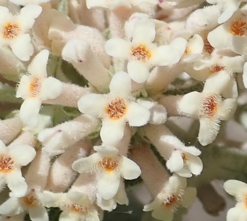 Buddleja salviifolia (Buddleja salviifolia)