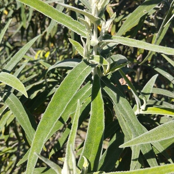 Buddleja salviifolia (Buddleja salviifolia)