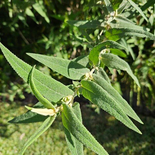 Buddleja salviifolia (Buddleja salviifolia)
