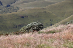 Buddleja salviifolia (Buddleja salviifolia)