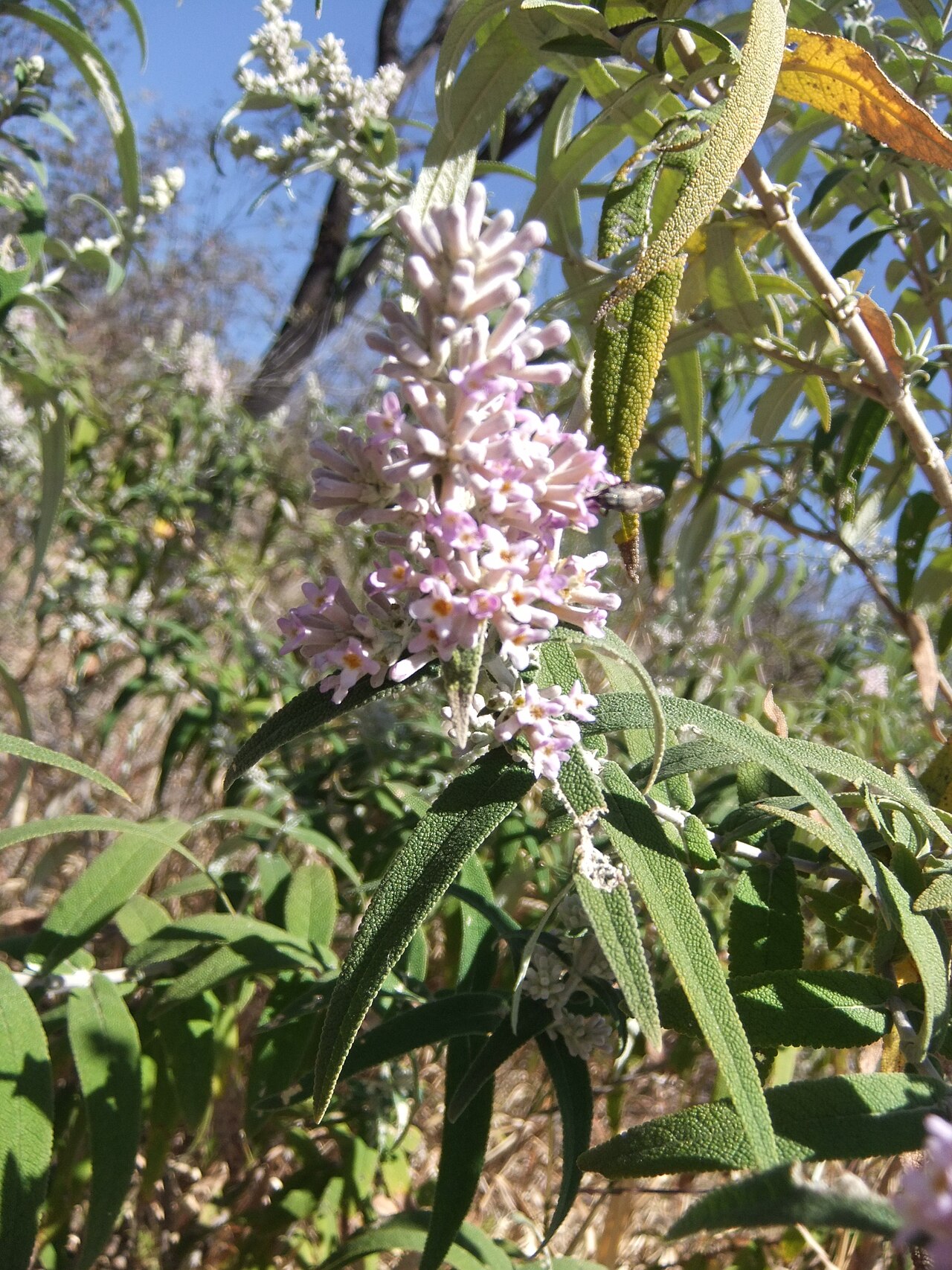 Buddleja salviifolia: Buddleja salviifolia , Mountain Sanctuary Park, Magaliesberg, South Africa