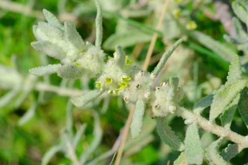 Escobilla butterflybush (Buddleja scordioides)