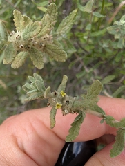 Escobilla butterflybush (Buddleja scordioides)