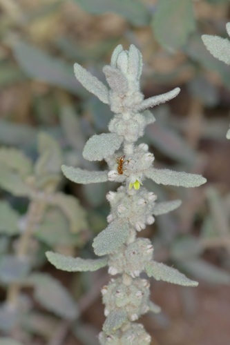 Escobilla butterflybush (Buddleja scordioides)
