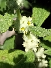 Escobilla butterflybush (Buddleja scordioides)