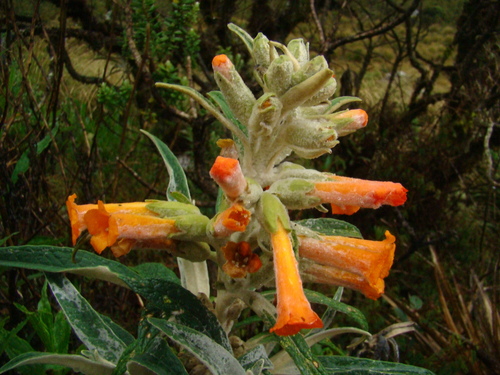 Buddleja speciosissima (Buddleja speciosissima)