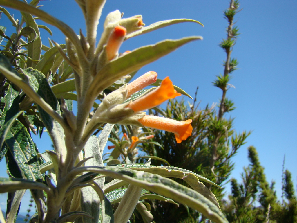 Buddleja speciosissima (Buddleja speciosissima)