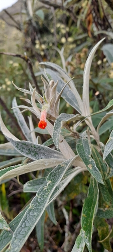 Buddleja speciosissima (Buddleja speciosissima)