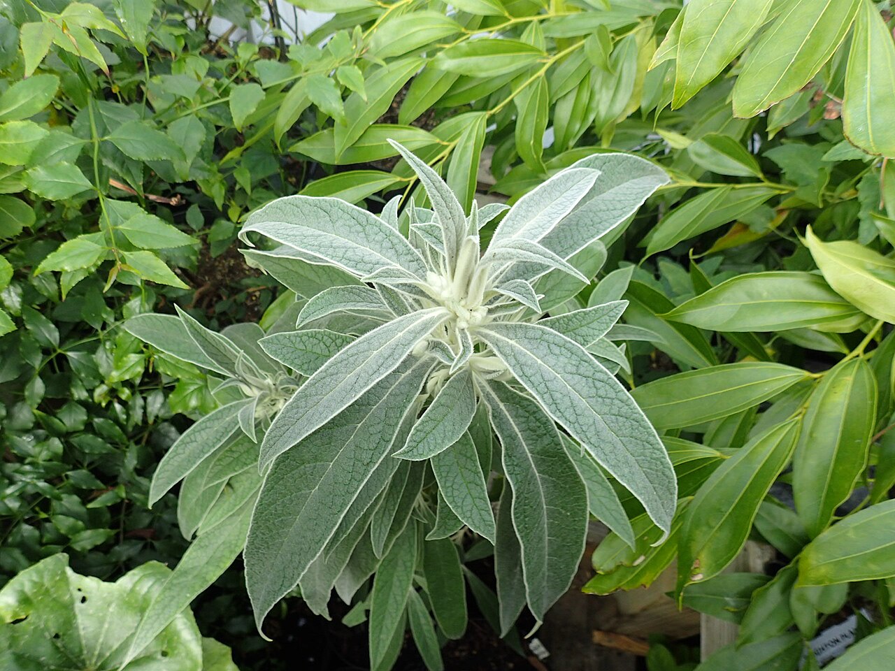 Buddleja speciosissima: Buddleja speciosissima