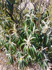 Buddleja speciosissima (Buddleja speciosissima)