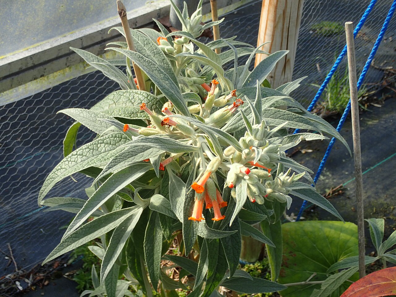 Buddleja speciosissima: Buddleja speciosissima
