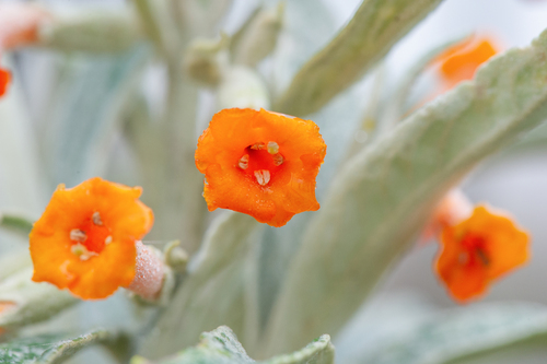 Buddleja speciosissima (Buddleja speciosissima)
