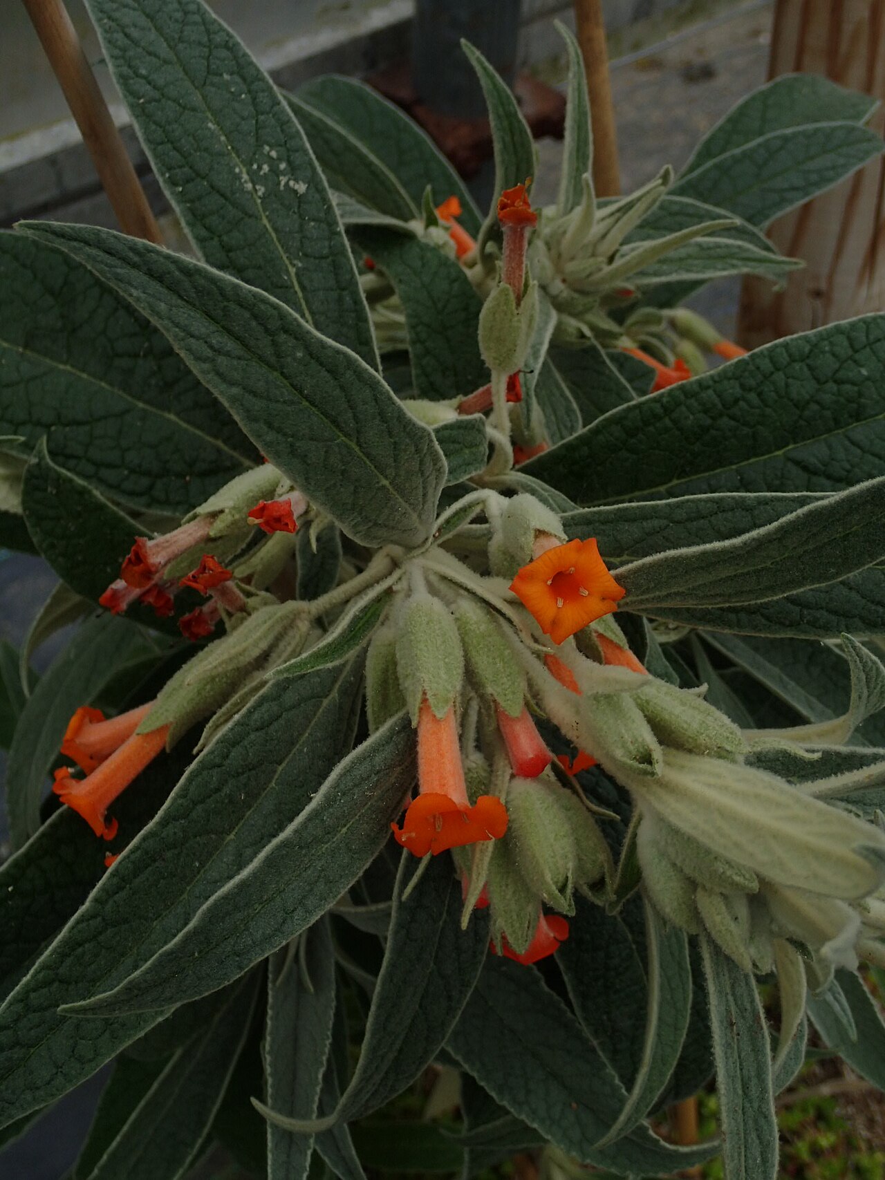 Buddleja speciosissima: Buddleja speciosissima