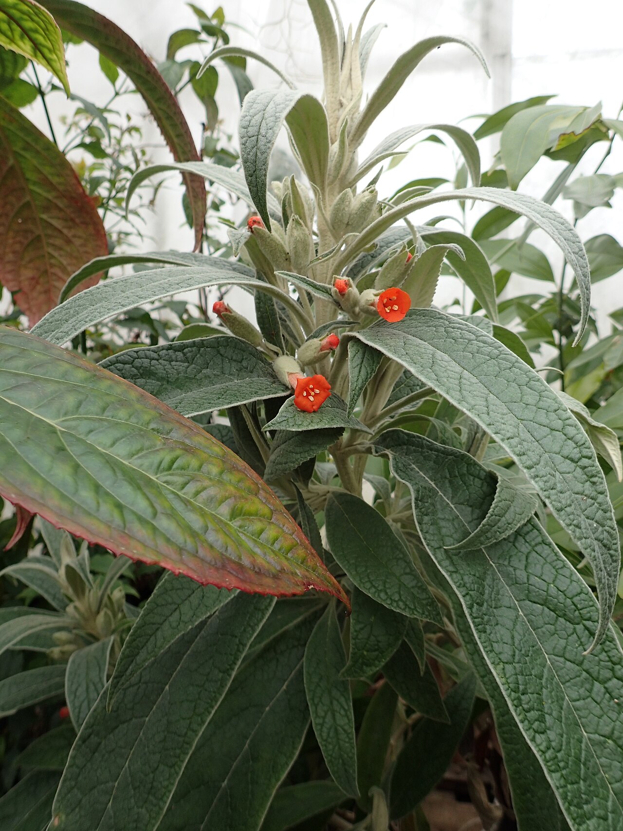 Buddleja speciosissima: Buddleja speciosissima