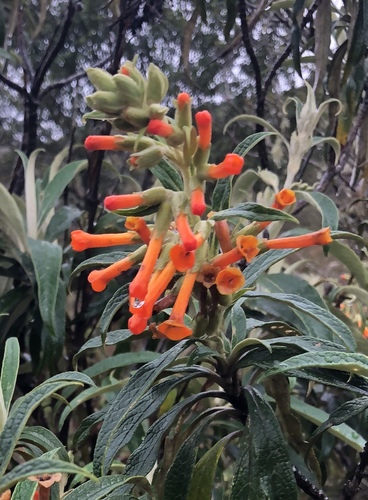 Buddleja speciosissima (Buddleja speciosissima)