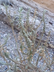 Buddleja suaveolens (Buddleja suaveolens)