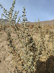 Buddleja suaveolens (Buddleja suaveolens)