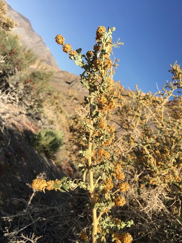 Buddleja suaveolens (Buddleja suaveolens)