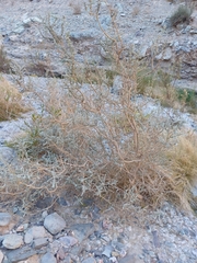 Buddleja suaveolens (Buddleja suaveolens)