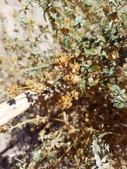 Buddleja suaveolens (Buddleja suaveolens)