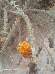 Buddleja suaveolens (Buddleja suaveolens)