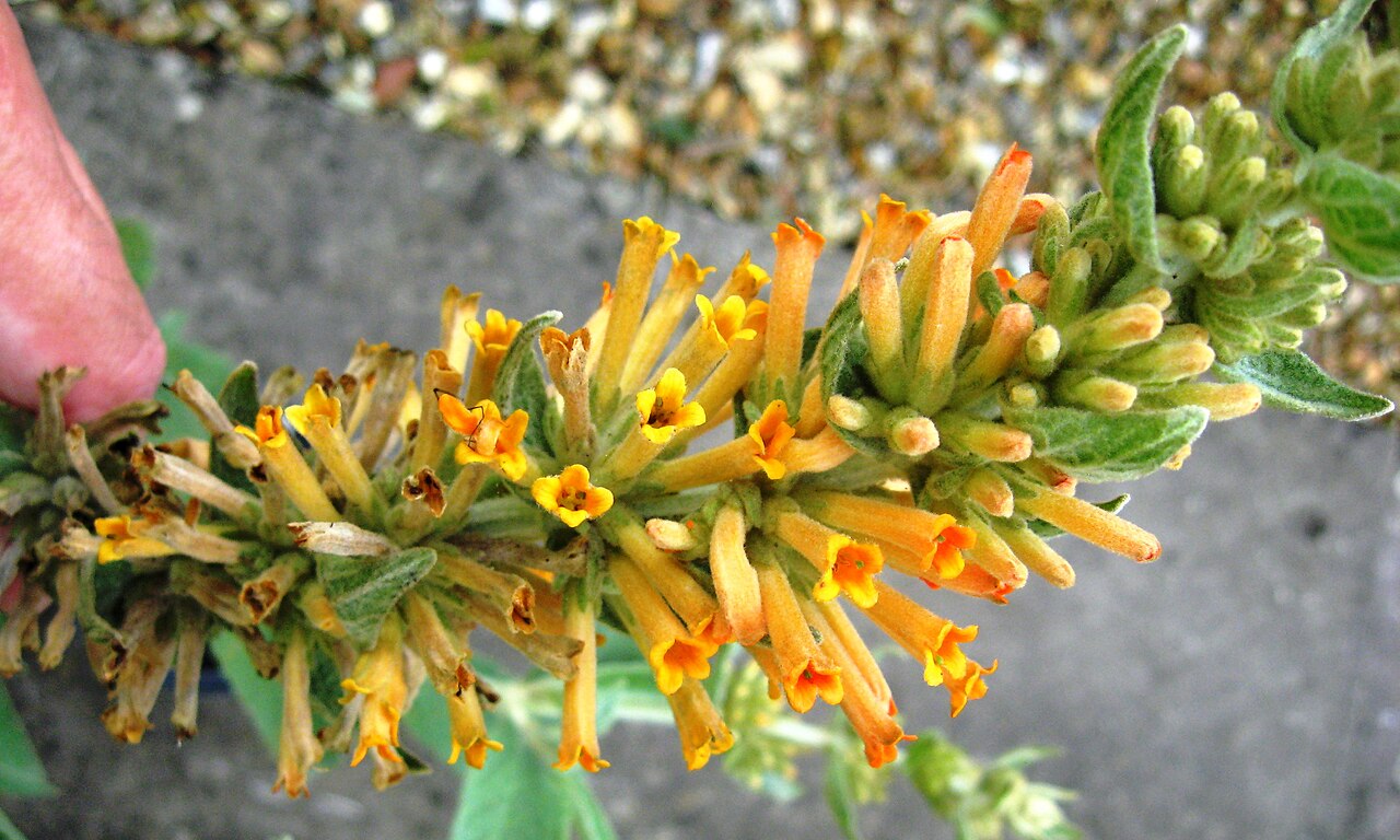 Buddleja tubiflora: Pghoto of the inflorescence of Buddleja tubiflora.