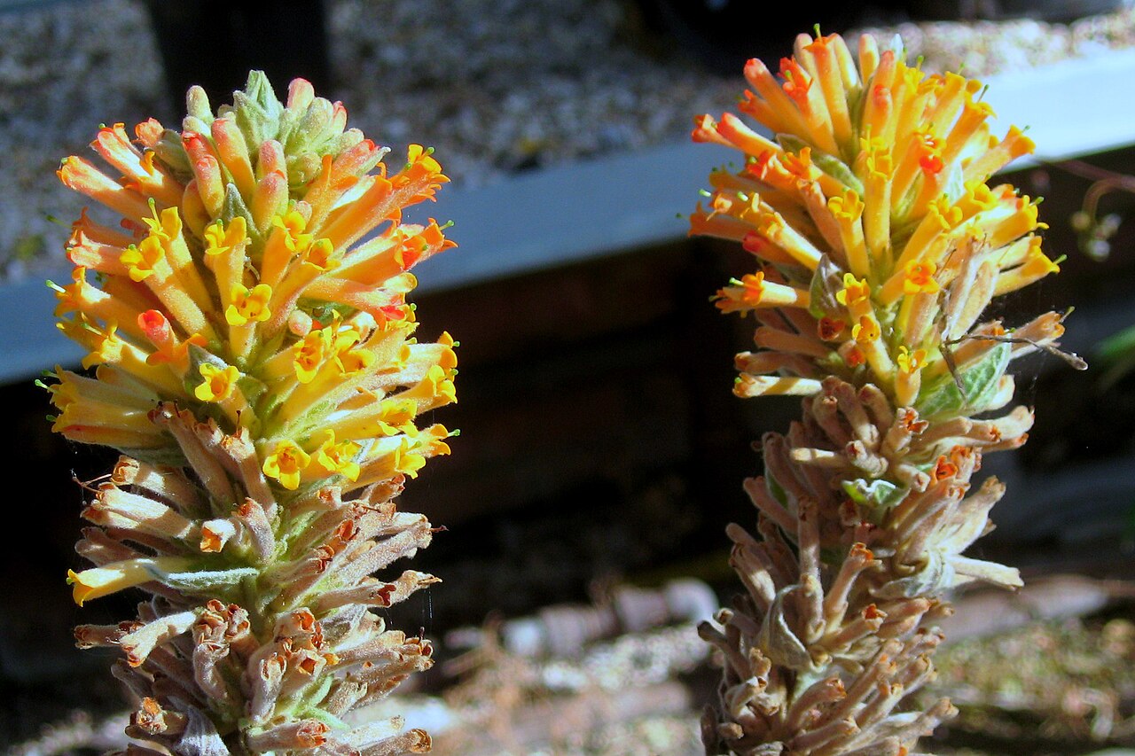 Buddleja tubiflora: Photo of panicle of Buddleja tubiflora taken at Longstock Park nursery, UK