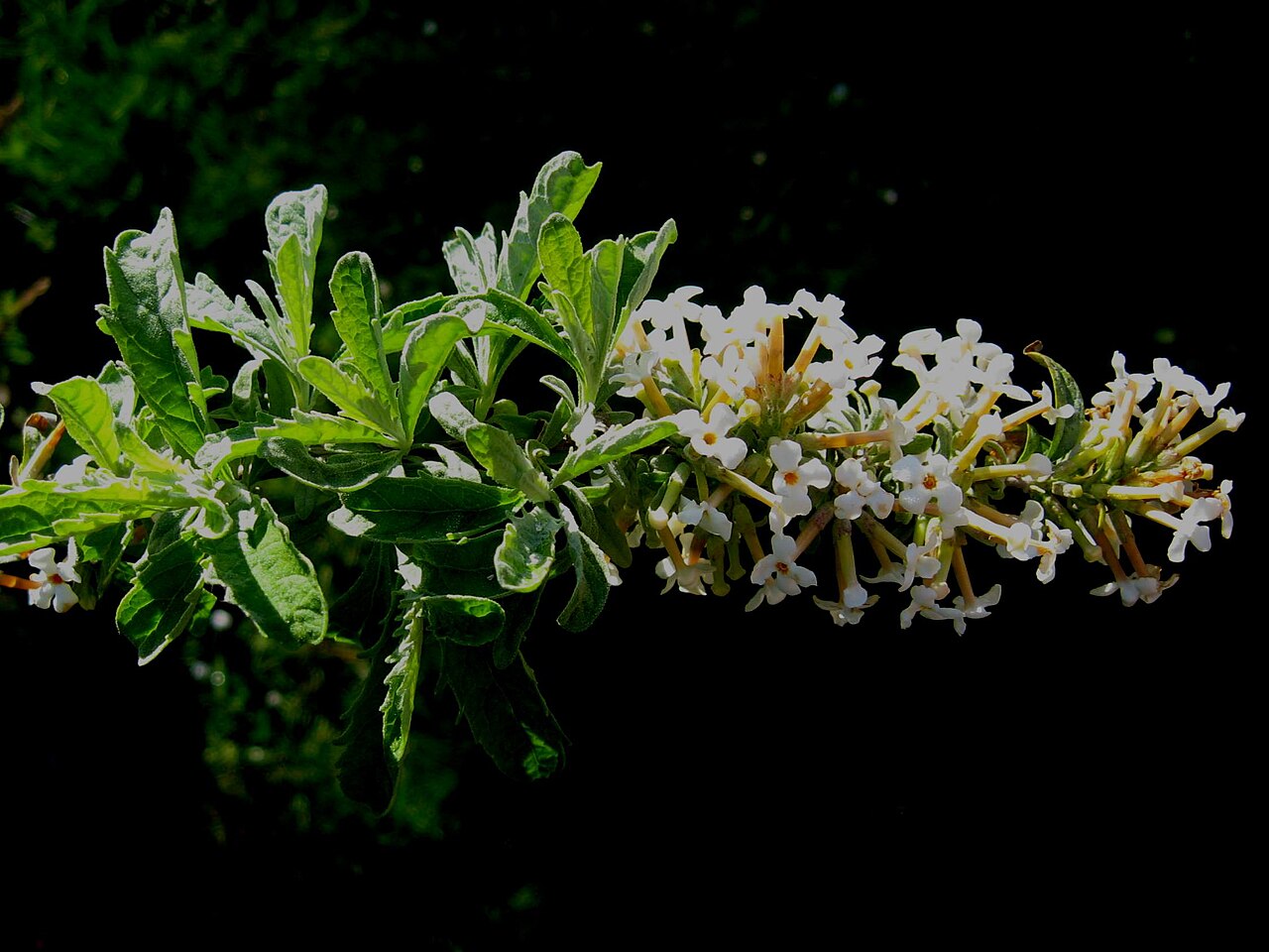 Buddleja wardii: Photo of the terminal inflorescence of Buddleja x wardii (white form), taken April 2015, Portchester, UK