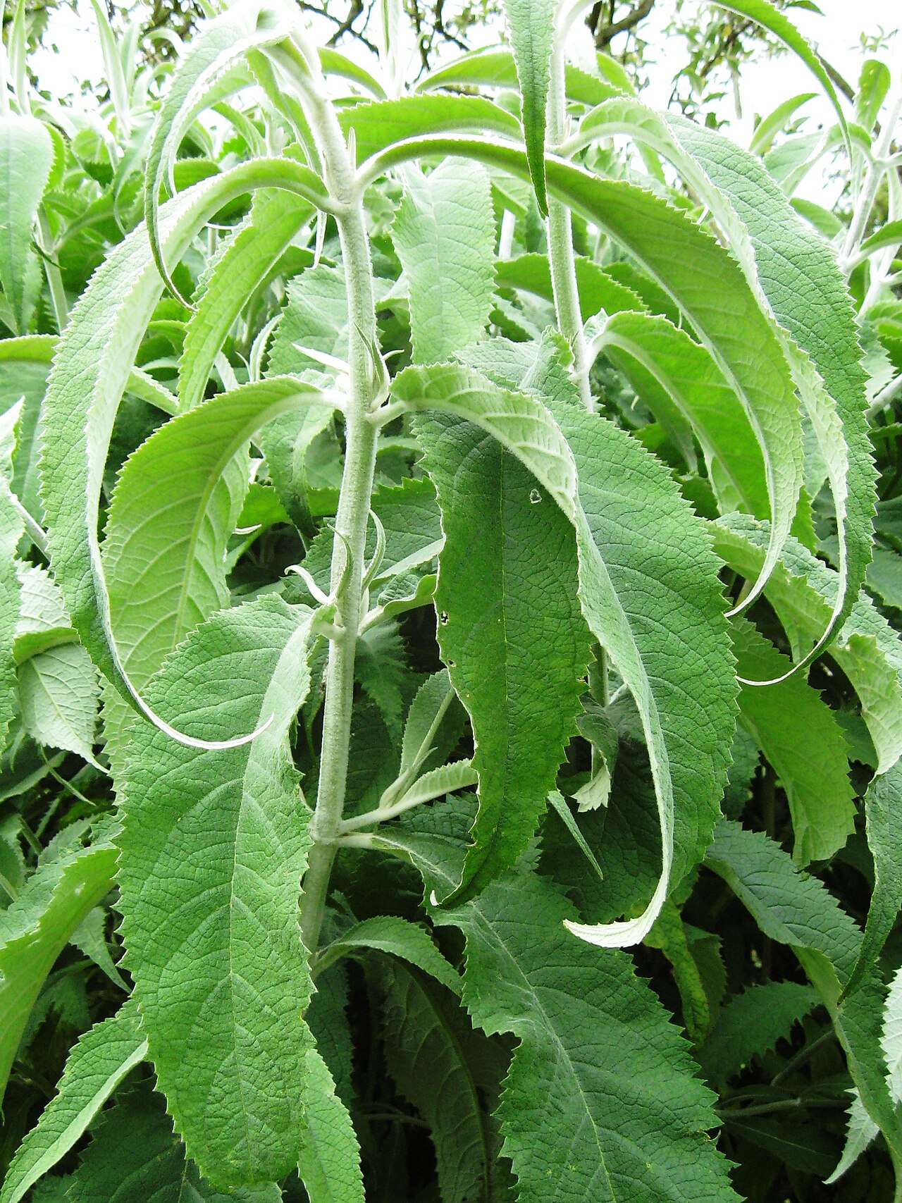 Buddleja yunnanensis: Photo of the leaves of Buddleja nivea var. yunnanensis, taken at Longstock Park Nursery, Hampshire.