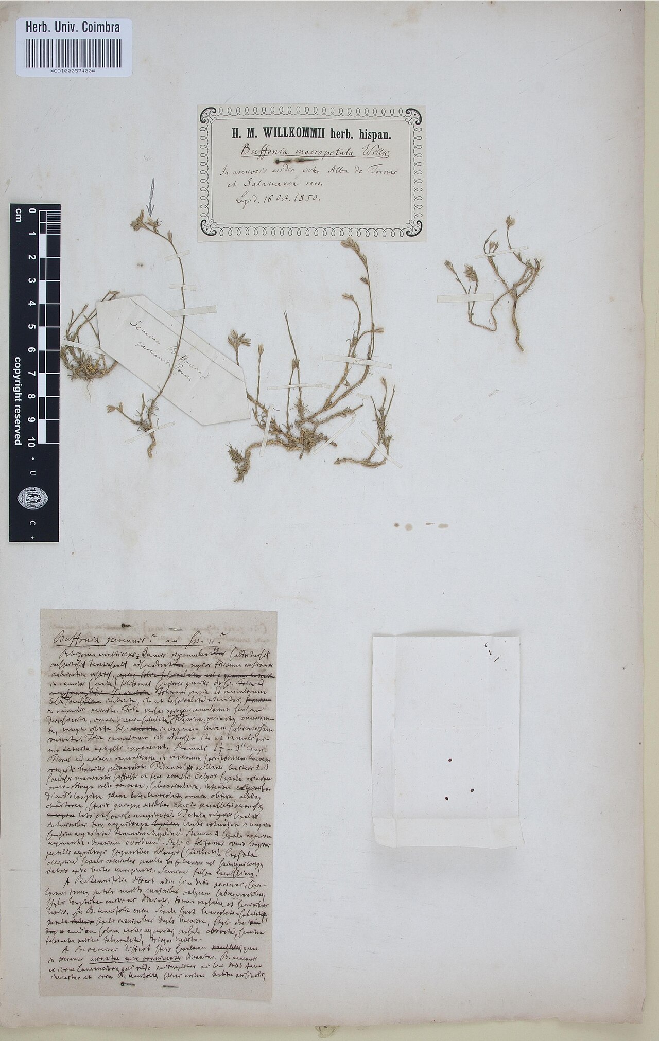 Bufonia macrocarpa: Photograph of Type of Bufonia macrocarpa at Herbarium of the University of Coimbra, Portugal (COI). Specimen COI00057400. http://coicatalogue.uc.pt/specimen/COI