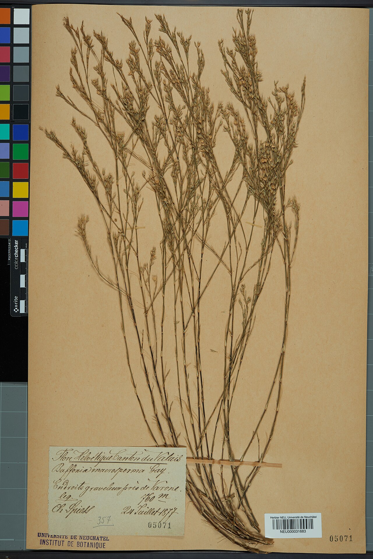 Bufonia paniculata: Dried pressed specimen of en:Bufonia paniculata