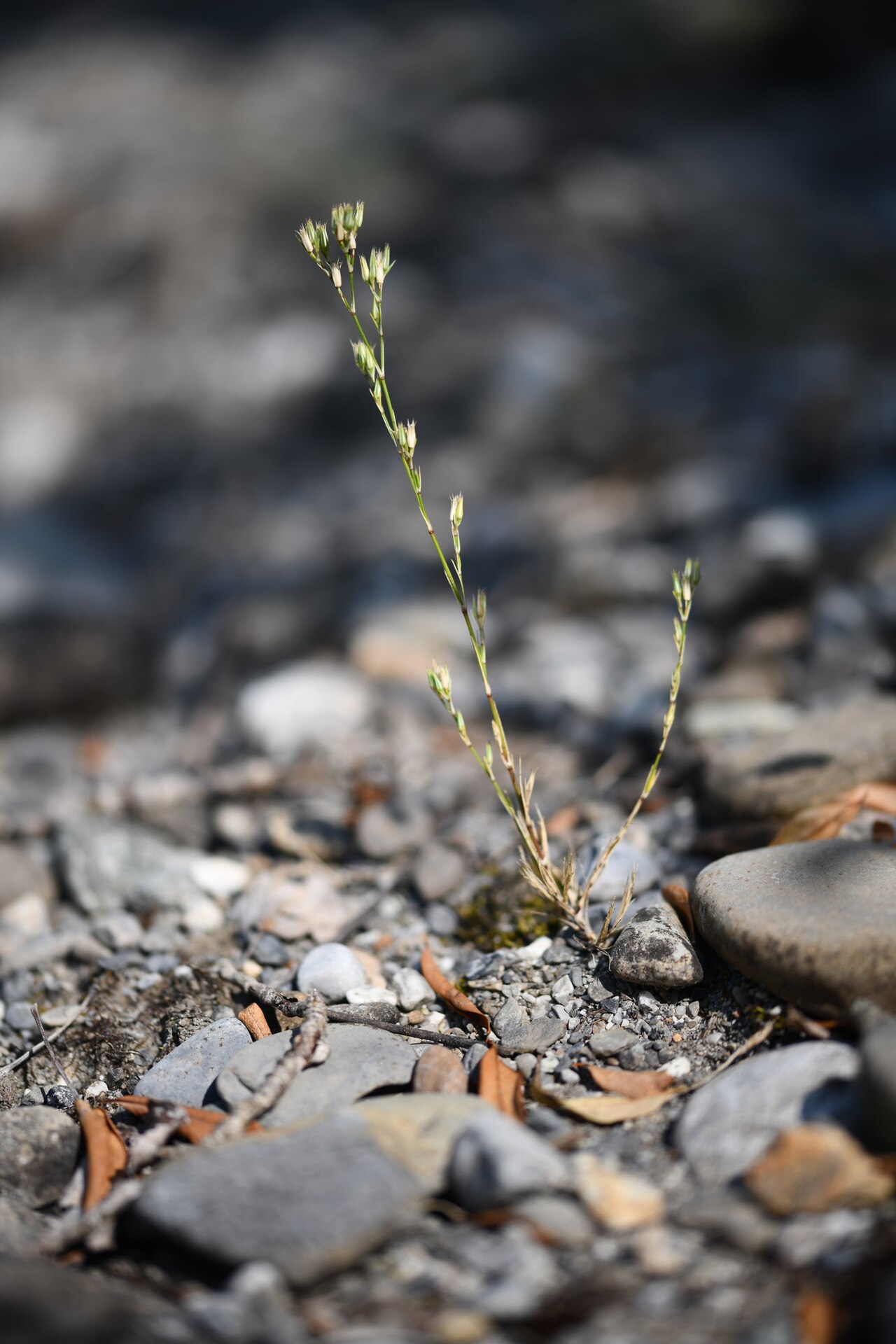 Bufonia paniculata: Bufonia paniculata in France