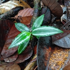 Buforrestia candolleana (Buforrestia candolleana)