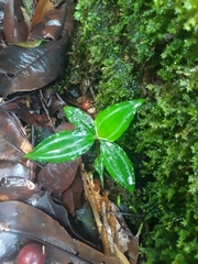 Buforrestia candolleana (Buforrestia candolleana)