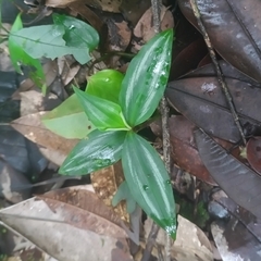 Buforrestia candolleana (Buforrestia candolleana)