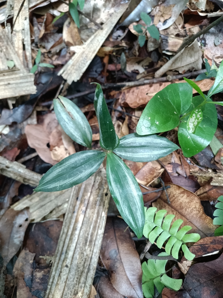 Buforrestia candolleana (Buforrestia candolleana)