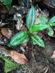 Buforrestia candolleana (Buforrestia candolleana)